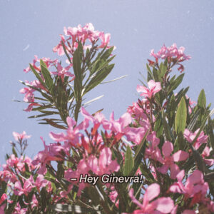 Copertina di Hey Ginevra!, Calembour